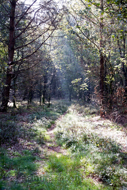 Zonnestralen tussen de bomen op weg naar Hoch Elten