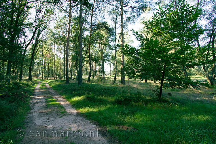 Wandelend door het mooie bos van natuurmomunenten bij 's-Heerenberg