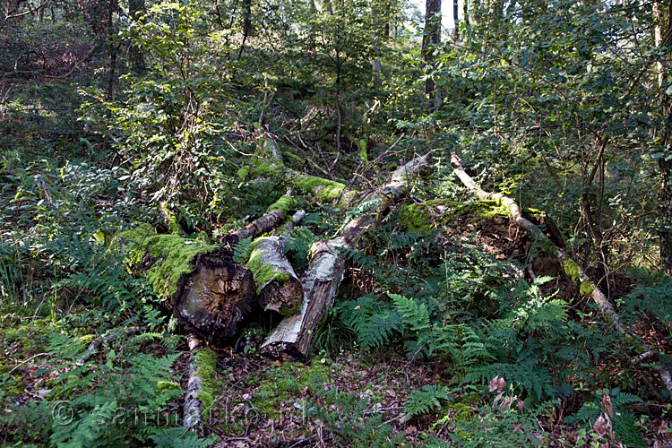 Aan het Bergherbos wordt niks gedaan