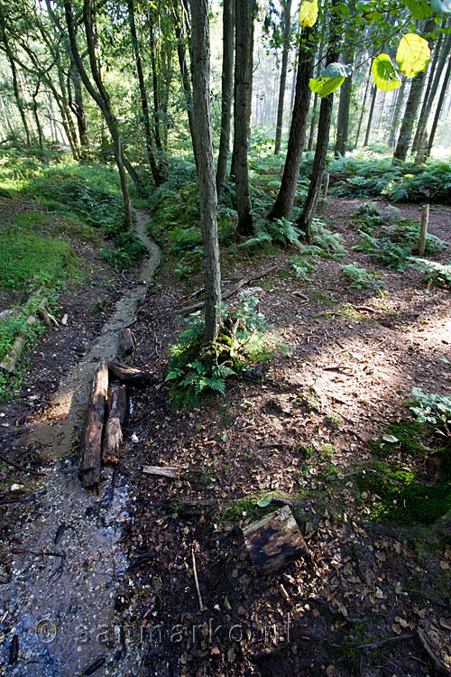 Een bron in het Bergherbos vlakbij de gemeente Montferland