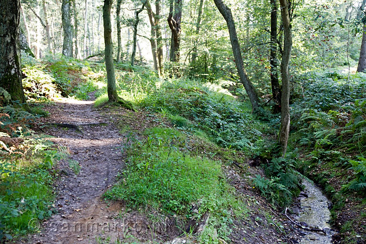 Het wandelpad langs het stroompje van de bron in het Bergherbos