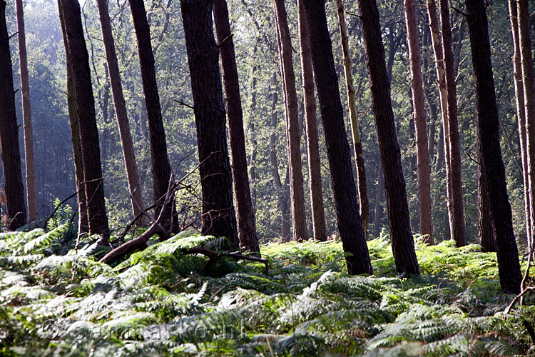 Een mooie wandeling door het Bergherbos naar Hoch Elten