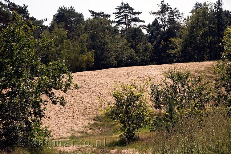 Een zandverstuiving tijdens onze wandeling in het Bergherbos van Natuurmonumenten