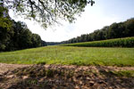 Een grote open vlakte tijdens onze wandeling in het Bergerbos vlakbij 't Peeske