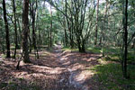 Wandelen langs de stuwwal van het Bergherbos