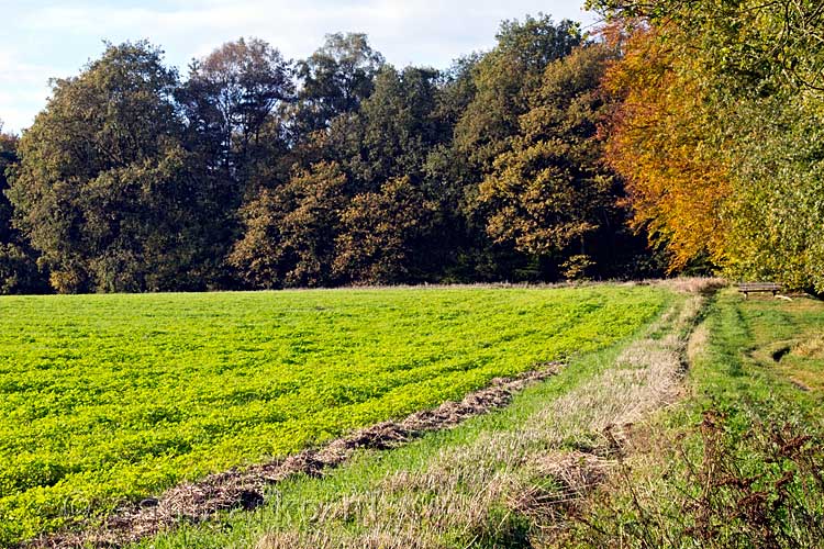 Herfstkleuren in het Bergherbos in het Montferland bij 's Heerenberg