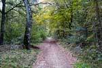 Eén van de wandelpaden van Kale Jacob naar de Galgenberg in het Montferland