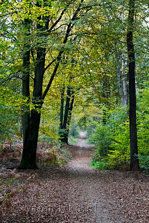 Een wandelpad omgeven door herfstkleuren bij de Galgenberg