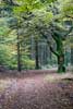 Het mooie Bergherbos in Montferland bij 's Heerenberg