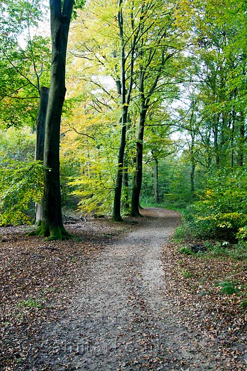 Wandelen in de herfst door het Bergherbos in het Montferland