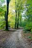 Wandelen in de herfst door het Bergherbos in het Montferland