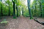 Een mooie plek in het bos tussen Kale Jacob en de Galgenberg