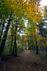 De herfstkleuren langs het wandelpad in het Bergherbos