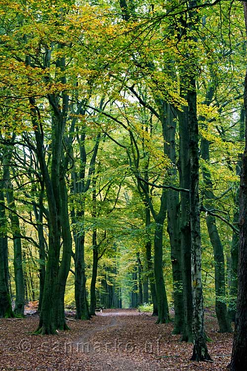 Mooi gevormde lanen in het Bergherbos