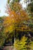 Een echte herfstboom tijdens de wandeling bij de Galgenberg in het Bergherbos