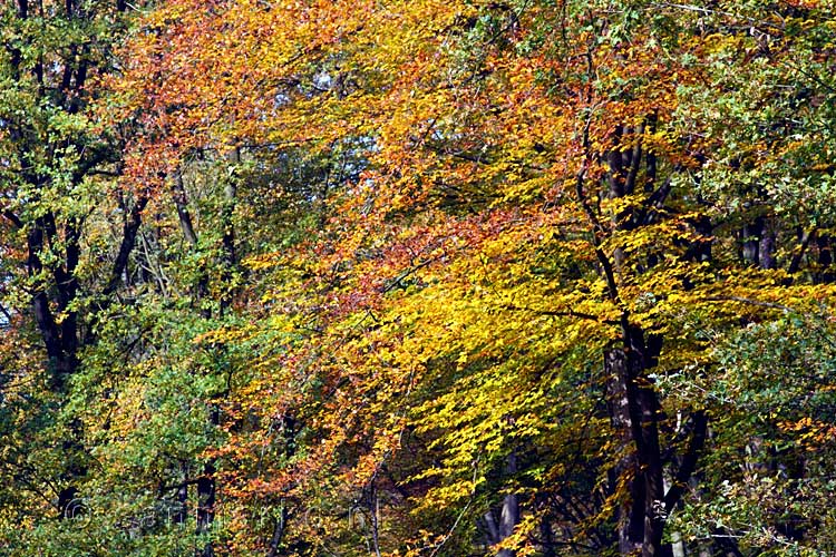 Echte herfstkleuren tijdens onze wandeling in het Montferland