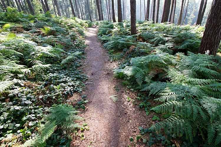 Wandelen door het Bergherbos met varens