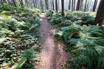 Wandelen door het Bergherbos met varens