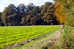 Herfstkleuren in het Bergherbos in het Montferland bij 's Heerenberg