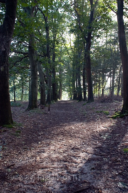 Wandelpad op de Sallandse Heuvelrug bij Hellendoorn