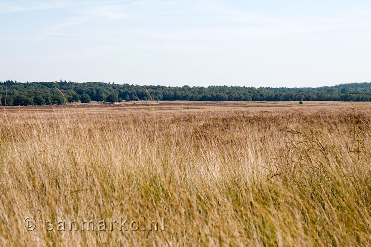 Het Deelense veld in Nationaal Park de Hoge Veluwe