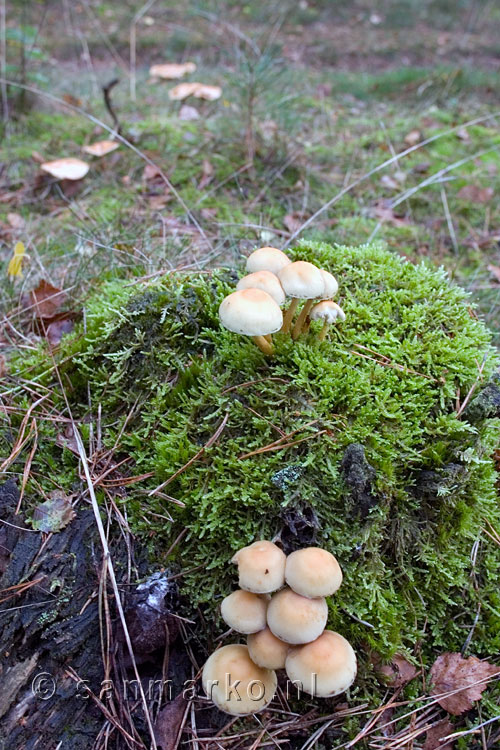 Paddestoelen op de Hellendoornse berg