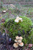 Paddestoelen op de Hellendoornse berg