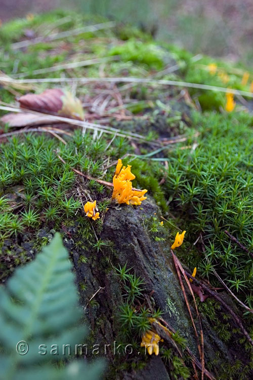 Koraalzwammetje op de Hellendoornse berg