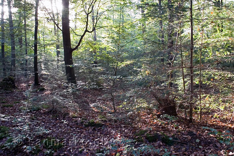 Het bos op de Sallandse Heuvelrug