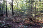 Het bos op de Sallandse Heuvelrug