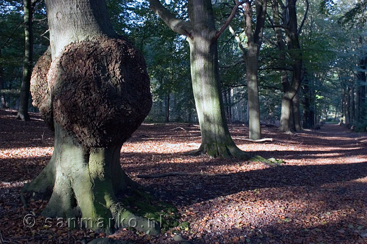 Beuken langs het wandelpad op de Eelerberg