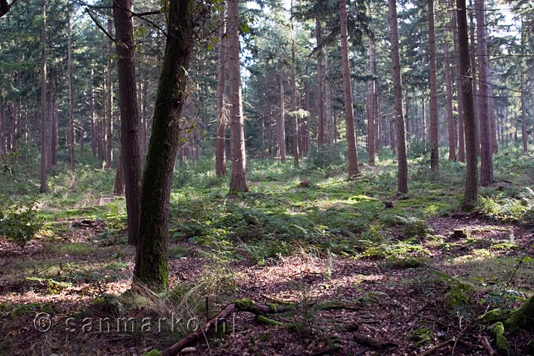 Bos met varens en dennen op de Eelerberg