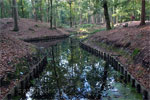 Meertje in het bos op de Eelerberg