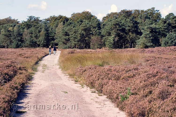 Wandelaars op de Holterberg