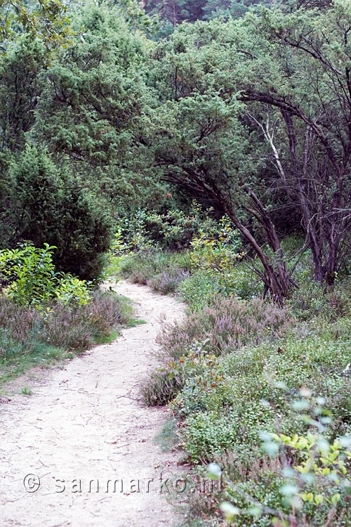 Wandelpad door de jeneverbessen op de Lemelerberg