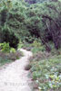 Wandelpad door de jeneverbessen op de Lemelerberg