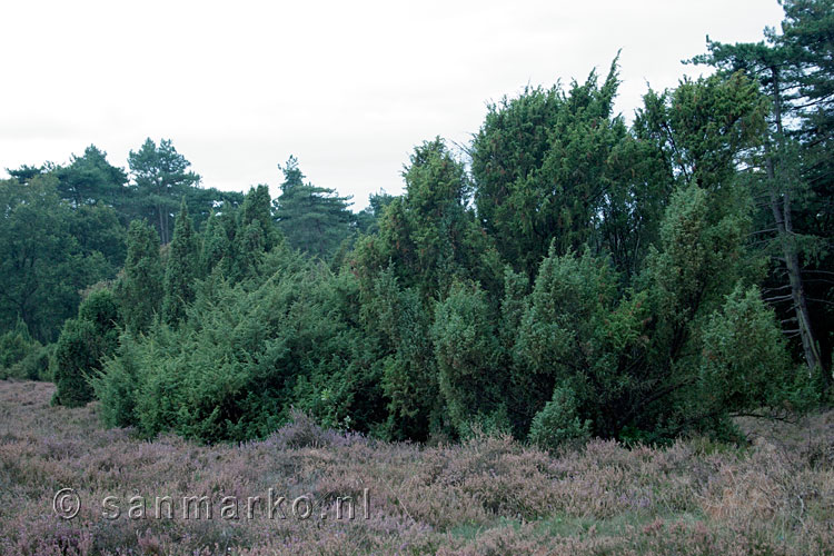 Jeneverbessen op de Lemelerberg in Overijssel