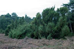 Jeneverbessen op de Lemelerberg in Overijssel