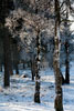 Het witte bos tijdens de winterwandeling van Loenenmark naar de Posbank