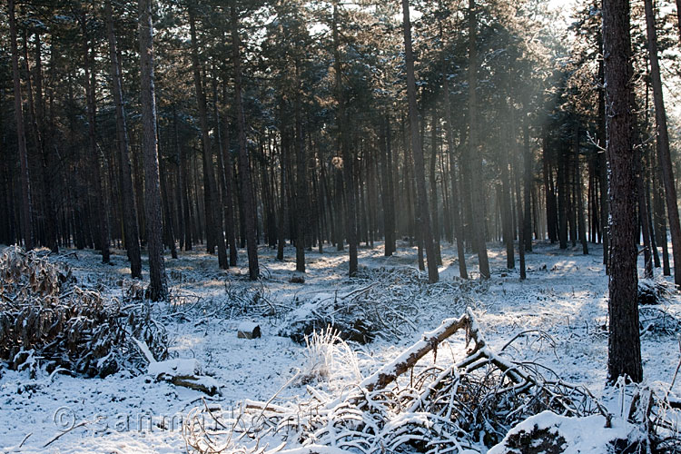 De ochtendzon door de bomen bij Loenenmark bij Terlet