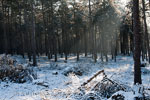 De ochtendzon door de bomen bij Loenenmark bij Terlet