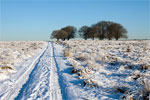 De Terletsche heide in de winter