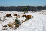 Schotse Hooglanders in de sneeuw in de Veluwezoom