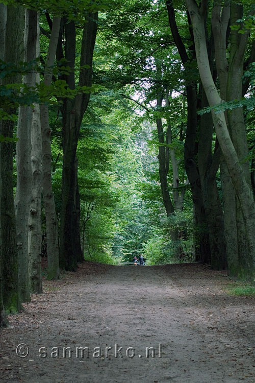 Een wandelpad in het Hoekelumse Bos