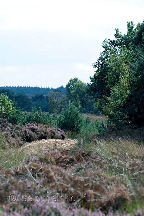 Uitzicht over het Mosselsche veld vlakbij de Ginkelse Heide