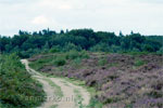 Wandelpad op de Ginkelse Heide bij Ede