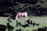 Een paard in de Oostereng bij Renkum
