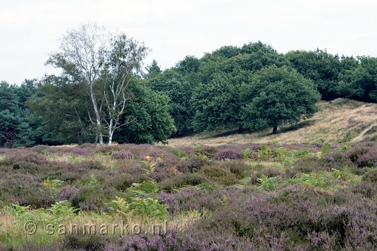 De Oud-Reemsterheide bij Wolfheze