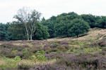 De Oud-Reemsterheide bij Wolfheze