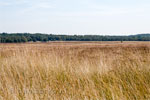 Het Deelense veld in Nationaal Park de Hoge Veluwe